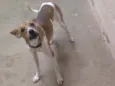 Bob