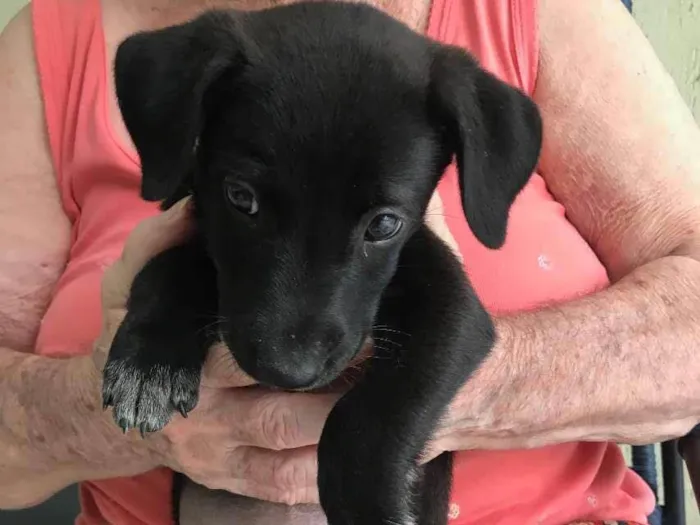 Cachorro ra a SRD-ViraLata idade 2 a 6 meses nome SEM NOME