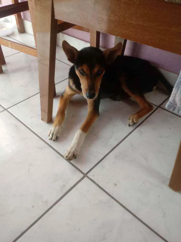 Cachorro ra a  idade 2 a 6 meses nome Guri