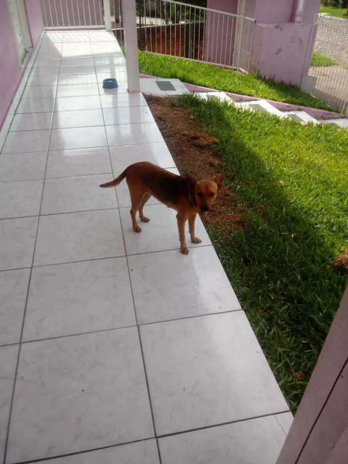 Cachorro ra a  idade 2 a 6 meses nome Coloquei de lola