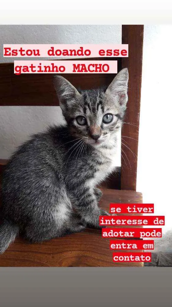 Gato ra a Não definida idade 2 a 6 meses nome Não tem Nome