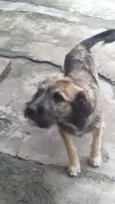 Apolo