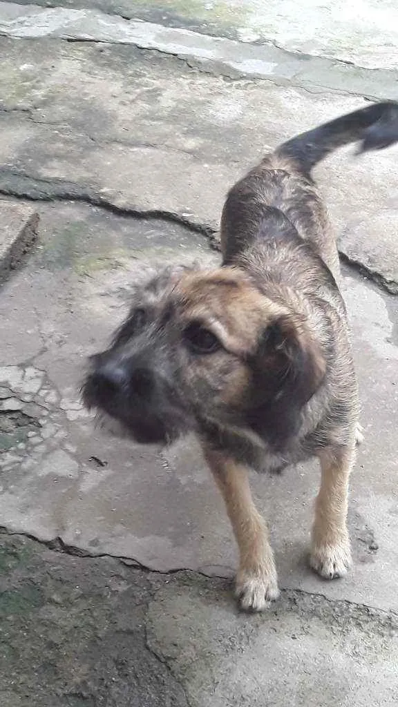 Cachorro ra a SRD idade 7 a 11 meses nome Apolo