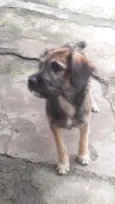 Apolo