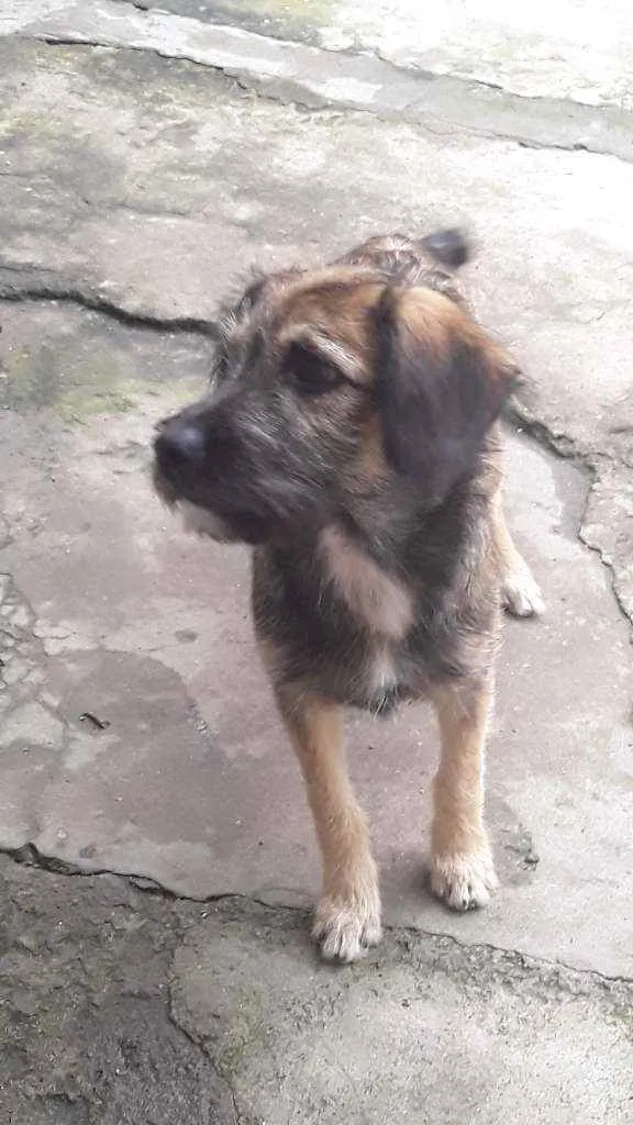 Cachorro ra a SRD idade 7 a 11 meses nome Apolo