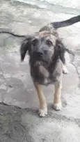 Apolo