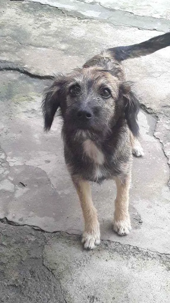Cachorro ra a SRD idade 7 a 11 meses nome Apolo