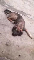 Apolo