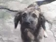 Apolo