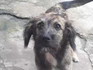 Cachorro raça SRD idade 7 a 11 meses nome Apolo
