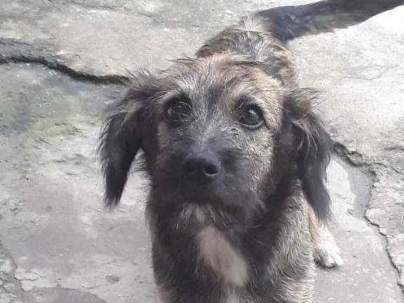 Cachorro ra a SRD idade 7 a 11 meses nome Apolo