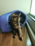 Arya