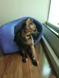 Arya