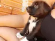 Cachorro raça Srd idade 2 a 6 meses nome Thor