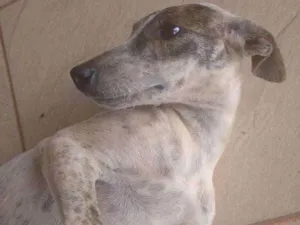 Cachorro raça SRD idade 7 a 11 meses nome Dhiana