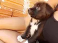 Cachorro raça Srd idade 2 a 6 meses nome Thor