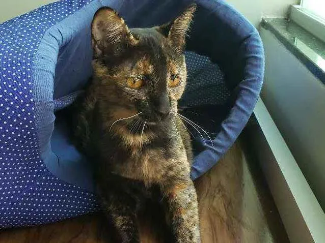 Gato ra a SRD idade 7 a 11 meses nome Arya