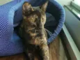 Arya