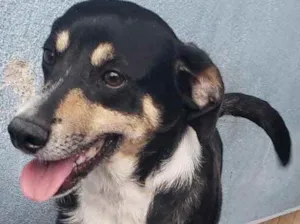 Cachorro raça SRD idade 2 anos nome Happy