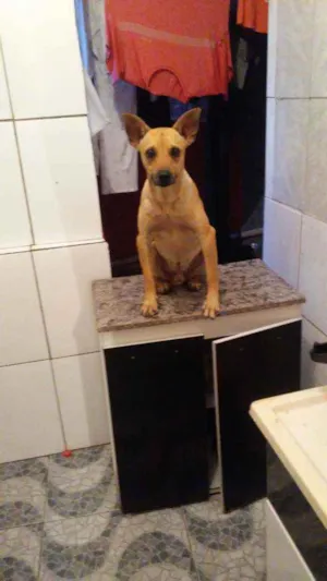 Cachorro raça Vira lata idade  nome Killer