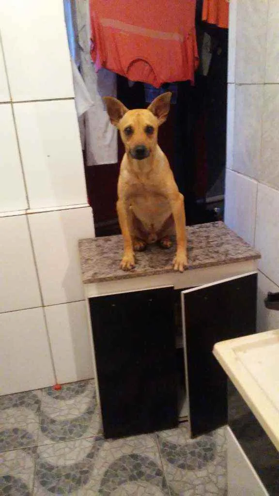 Cachorro ra a Vira lata idade nome Killer