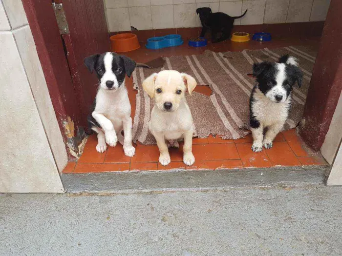 Cachorro raça SRD  idade 2 a 6 meses nome Jack