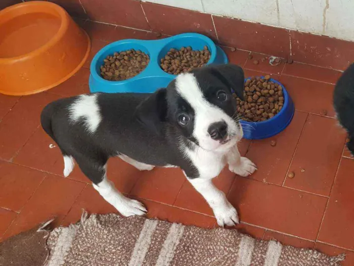 Cachorro raça SRD  idade 2 a 6 meses nome Jack