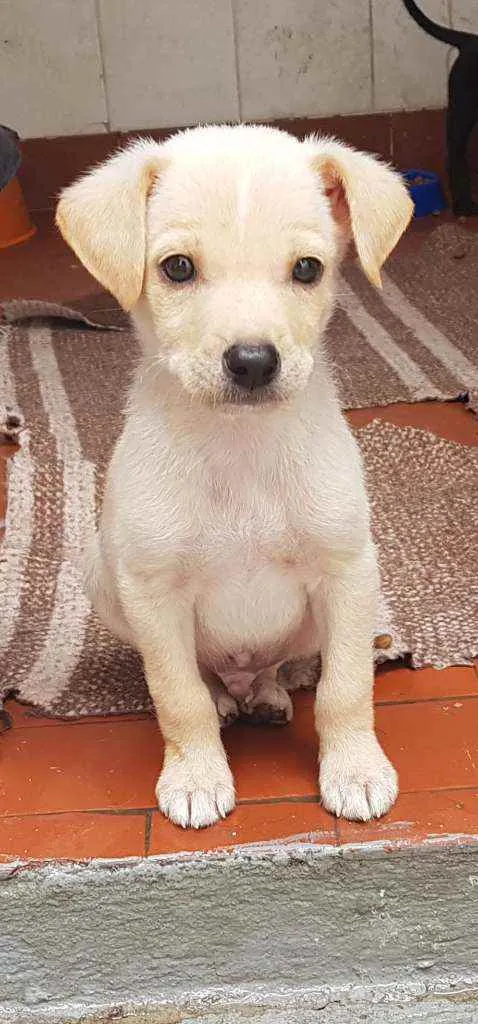 Cachorro raça SRD  idade 2 a 6 meses nome Pupy