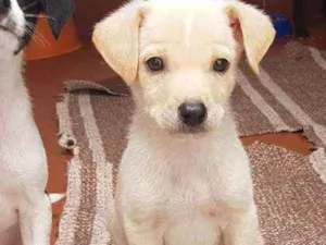 Cachorro raça SRD  idade 2 a 6 meses nome Pupy