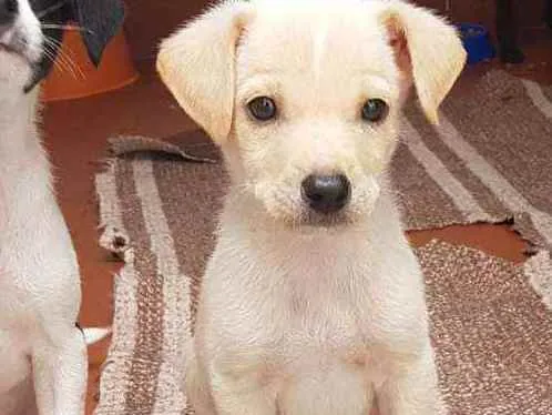 Cachorro raça SRD  idade 2 a 6 meses nome Pupy