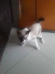 Tico