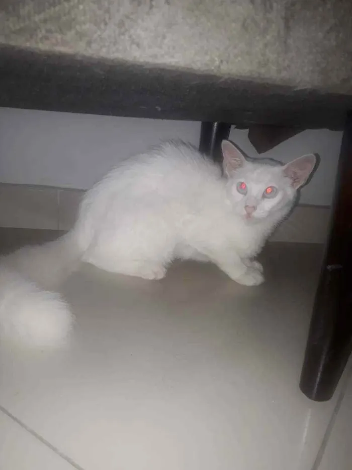 Gato ra a  idade 2 a 6 meses nome Tico