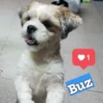 Cachorro raça Schitzu idade 2 anos nome Buz
