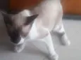 Tico