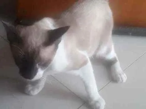 Gato ra a  idade 2 a 6 meses nome Tico