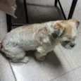 Cachorro raça Schitzu idade 2 anos nome Buz