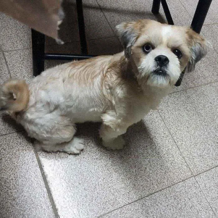Cachorro raça Schitzu idade 2 anos nome Buz
