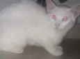 Tico