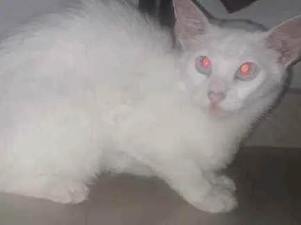 Gato ra a  idade 2 a 6 meses nome Tico