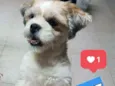 Cachorro raça Schitzu idade 2 anos nome Buz