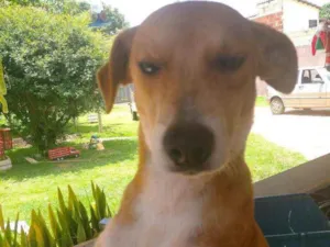 Cachorro raça SRD idade 7 a 11 meses nome Naruto