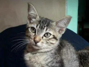 Gato raça Não definida idade 2 a 6 meses nome Não tem Nome