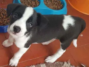 Cachorro raça SRD  idade 2 a 6 meses nome Jack