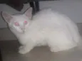 Tico