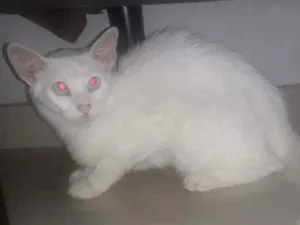 Gato raça  idade 2 a 6 meses nome Tico