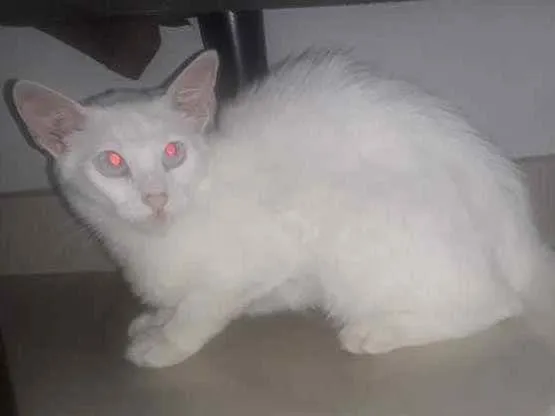 Gato ra a  idade 2 a 6 meses nome Tico