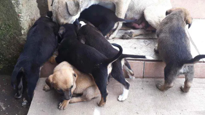 Cachorro ra a Sem Raça definida  idade Abaixo de 2 meses nome São 7 filhotes 