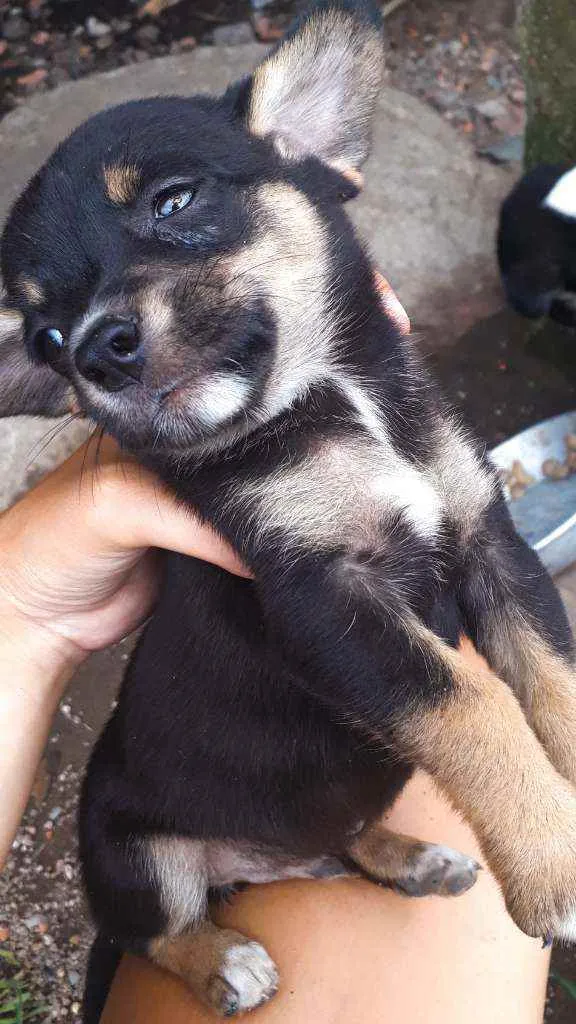 Cachorro ra a Sem Raça definida  idade Abaixo de 2 meses nome São 7 filhotes 
