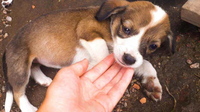 Cachorro ra a Sem Raça definida  idade Abaixo de 2 meses nome São 7 filhotes 