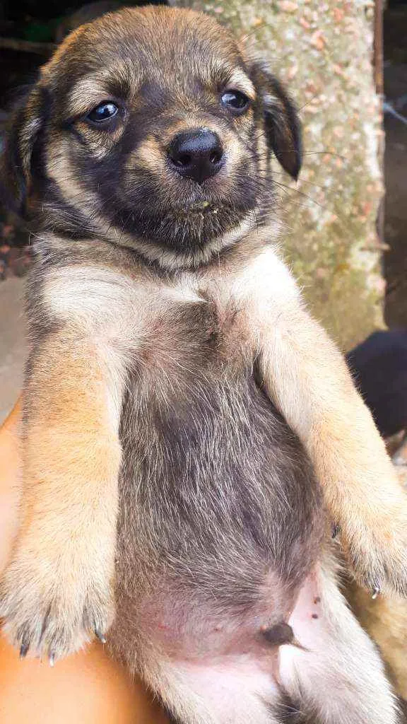 Cachorro ra a Sem Raça definida  idade Abaixo de 2 meses nome São 7 filhotes 
